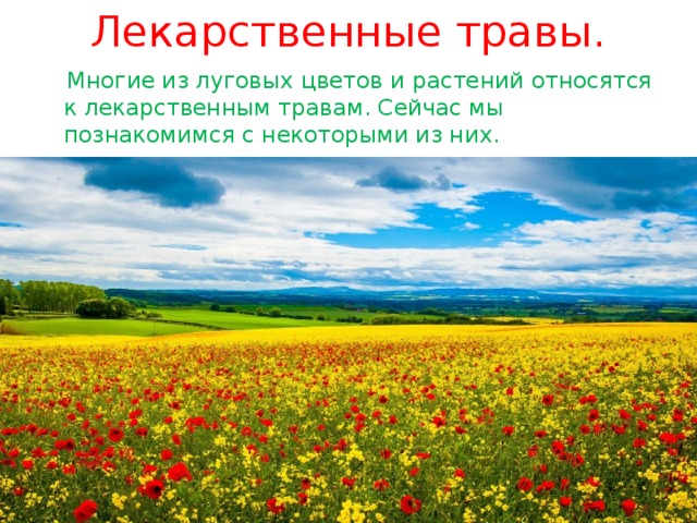 Лекарственные травы.  Многие из луговых цветов и растений относятся к лекарственным травам. Сейчас мы познакомимся с некоторыми из них. 