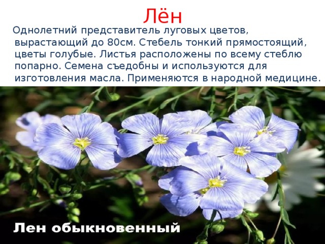 Лён  Однолетний представитель луговых цветов, вырастающий до 80см. Стебель тонкий прямостоящий, цветы голубые. Листья расположены по всему стеблю попарно. Семена съедобны и используются для изготовления масла. Применяются в народной медицине. 