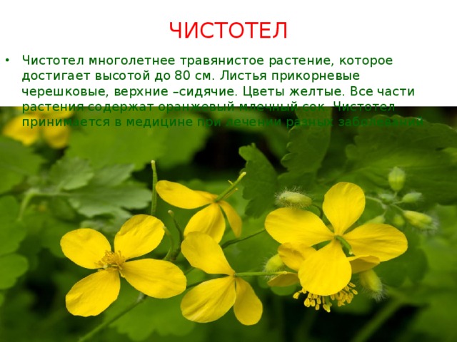 ЧИСТОТЕЛ   Чистотел многолетнее травянистое растение, которое достигает высотой до 80 см. Листья прикорневые черешковые, верхние –сидячие. Цветы желтые. Все части растения содержат оранжевый млечный сок. Чистотел принимается в медицине при лечении разных заболеваний. 
