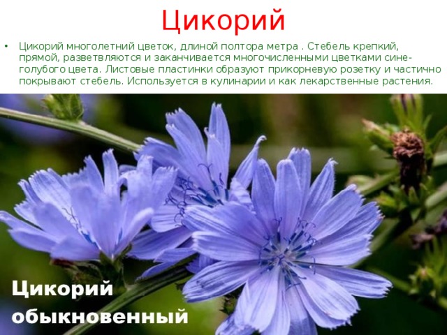 Цикорий Цикорий многолетний цветок, длиной полтора метра . Стебель крепкий, прямой, разветвляются и заканчивается многочисленными цветками сине-голубого цвета. Листовые пластинки образуют прикорневую розетку и частично покрывают стебель. Используется в кулинарии и как лекарственные растения. 