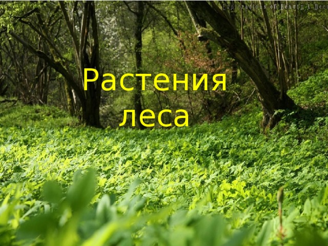 Растения леса 4