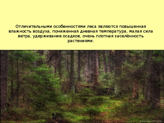 Особенности леса. Леса являются. Леса характерные признаки. Лес специфика. Отличительные признаки лесов.