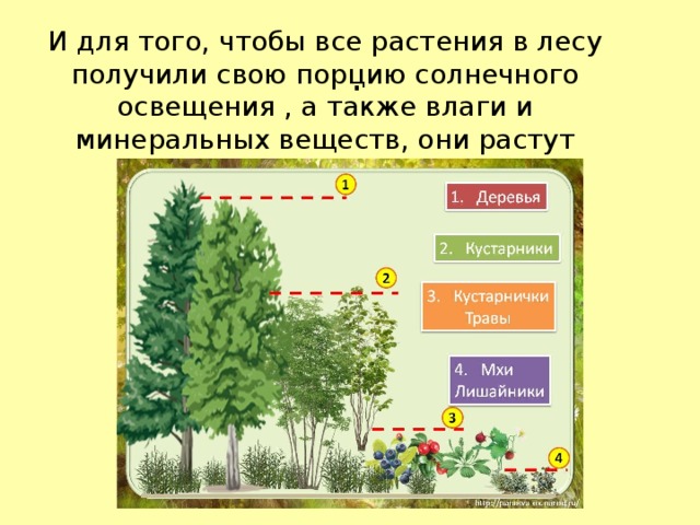 Как получить лес. Растения в лесу 4 класс. На рисунках все растения примерно одинакового размера. Растения с одинаковой высотой. Этажи растений в лесу программа перспектива.