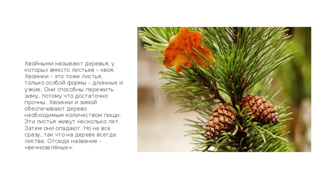 Хвойными называют деревья, у которых вместо листьев – хвоя. Хвоинки – это тоже листья, только особой формы – длинные и узкие. Они способны пережить зиму, потому что достаточно прочны. Хвоинки и зимой обеспечивают дерево необходимым количеством пищи. Эти листья живут несколько лет. Затем они опадают. Но не все сразу, так что на дереве всегда листва. Отсюда название - «вечнозелёные». 