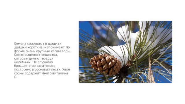 Семена созревают в шишках ,шишки короткие, напоминают по форме очень крупные капли воды. Сосна выделяет вещества, которые делают воздух целебным. Не случайно большинство санаториев построено в сосновых лесах. Хвоя сосны содержит много витамина С. 