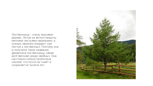 Лиственница – очень красивое дерево. Летом ее ветки покрыты мягкими листьями-хвоинками, а осенью хвоинки опадают, как листья у лиственных. Поэтому она и получила такое название. Древесина лиственницы самая долговечная среди хвойных. Она настолько сильно пропитана смолой, что почти не гниёт и сохраняется тысячи лет. 