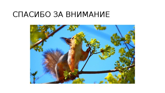 СПАСИБО ЗА ВНИМАНИЕ 