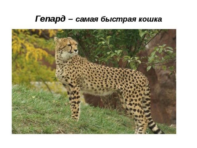 Самая быстрая кошка