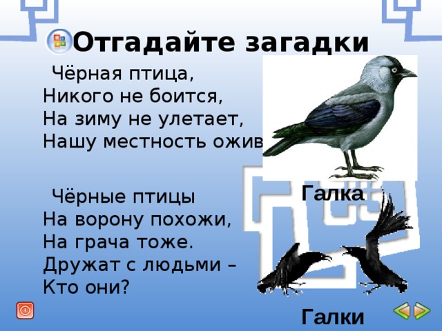 Отгадайте загадки  Чёрная птица,  Никого не боится,  На зиму не улетает,  Нашу местность оживляет.  Чёрные птицы  На ворону похожи,  На грача тоже.  Дружат с людьми –  Кто они? Галка Галки 