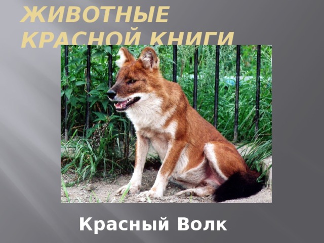 Красный волк из красной книги доклад