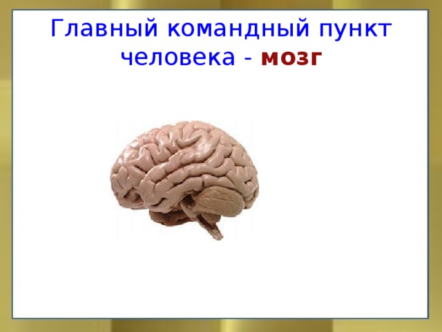 Главный командный пункт человека  -  мозг