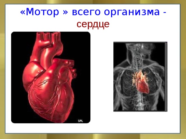 «Мотор » всего организма -  сердце
