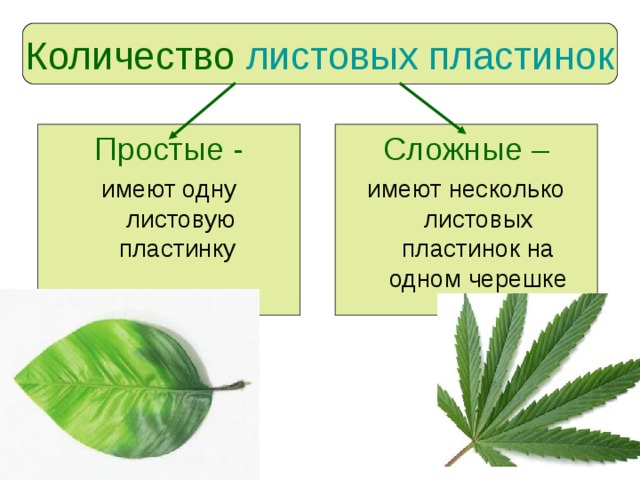 Какое жилкование листьев вероятнее всего будет у растения семя которого изображено на рисунке почему