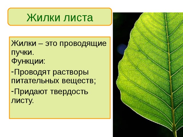 Части жилки листа. Лист и его строение. Лист это в биологии. Строение жилки. Проводящая жилка листа.