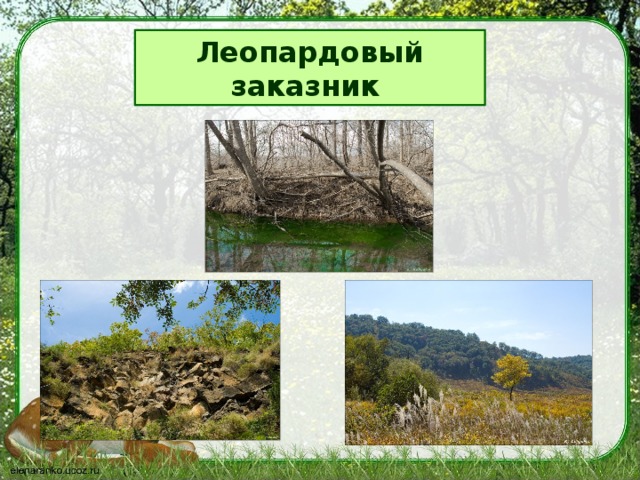 Леопардовый заказник презентация