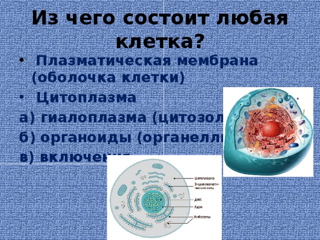 Из чего состоит любая клетка?  Плазматическая мембрана (оболочка клетки)  Цитоплазма а) гиалоплазма (цитозоль) б) органоиды (органеллы) в) включения 