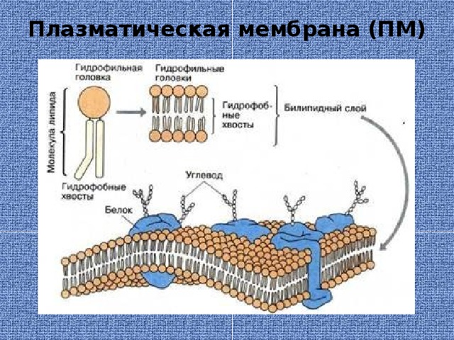 Плазматическая мембрана (ПМ) 