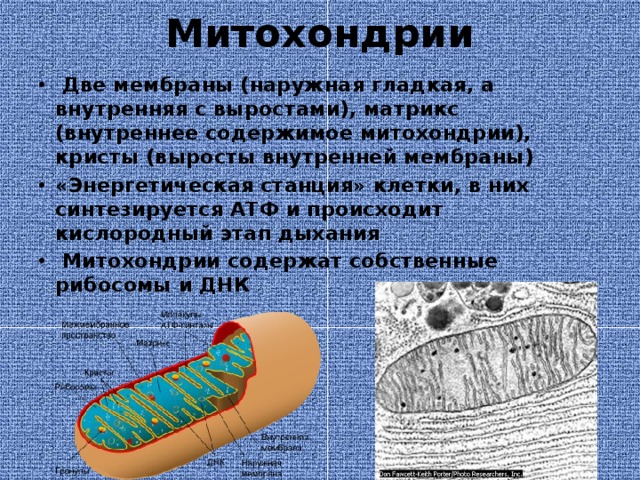 Митохондрии  Две мембраны (наружная гладкая, а внутренняя с выростами), матрикс (внутреннее содержимое митохондрии), кристы (выросты внутренней мембраны) «Энергетическая станция» клетки, в них синтезируется АТФ и происходит кислородный этап дыхания  Митохондрии содержат собственные рибосомы и ДНК 