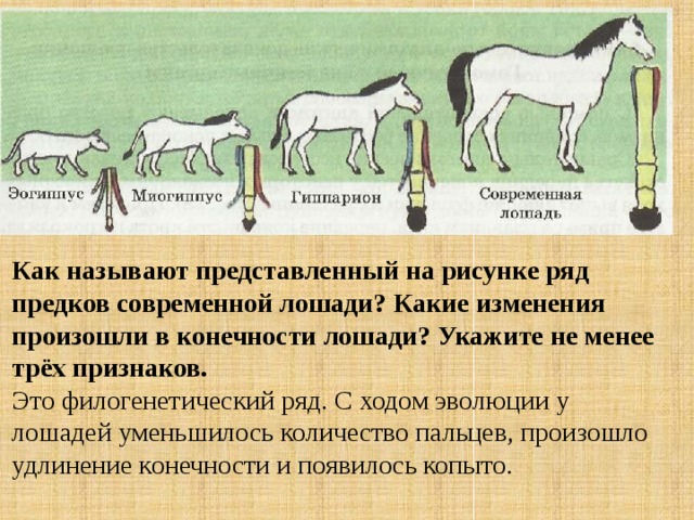 Как называют представленный на рисунке ряд предков современной лошади какие изменения произошли в