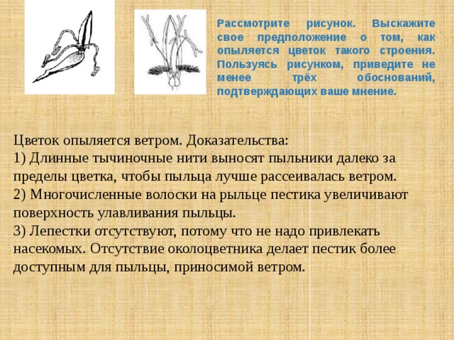 Рассмотрите рисунок. Выскажите свое предположение о том, как опыляется цветок такого строения. Пользуясь рисунком, приведите не менее трёх обоснований, подтверждающих ваше мнение.  Цветок опыляется ветром. Доказательства:  1) Длинные тычиночные нити выносят пыльники далеко за пределы цветка, чтобы пыльца лучше рассеивалась ветром.  2) Многочисленные волоски на рыльце пестика увеличивают поверхность улавливания пыльцы.   3) Лепестки отсутствуют, потому что не надо привлекать насекомых. Отсутствие околоцветника делает пестик более доступным для пыльцы, приносимой ветром. 