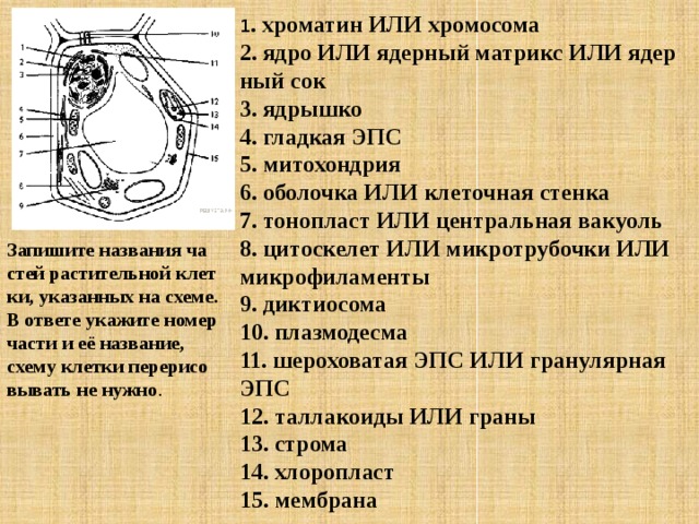 1 . хро­ма­тин ИЛИ хро­мо­со­ма 2. ядро ИЛИ ядер­ный мат­рикс ИЛИ ядер­ный сок 3. яд­рыш­ко 4. глад­кая ЭПС 5. ми­то­хон­дрия 6. обо­лоч­ка ИЛИ кле­точ­ная стен­ка 7. то­но­пласт ИЛИ цен­траль­ная ва­ку­оль 8. ци­тос­ке­лет ИЛИ мик­ро­тру­боч­ки ИЛИ мик­ро­фи­ла­мен­ты 9. дик­тио­со­ма 10. плаз­мо­де­сма 11. ше­ро­хо­ва­тая ЭПС ИЛИ гра­ну­ляр­ная ЭПС 12. тал­ла­ко­и­ды ИЛИ граны 13. стро­ма 14. хло­ро­пласт 15. мем­бра­на За­пи­ши­те на­зва­ния ча­стей рас­ти­тель­ной клет­ки, ука­зан­ных на схеме. В от­ве­те ука­жи­те номер части и её на­зва­ние, схему клет­ки пе­ре­ри­со­вы­вать не нужно . 