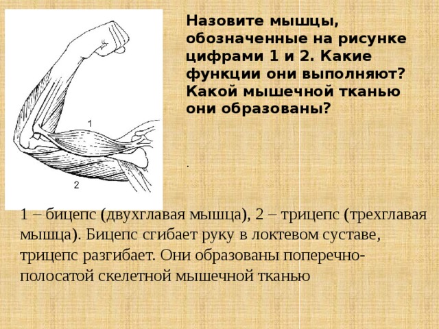 Какой цифрой на рисунке обозначены мышцы