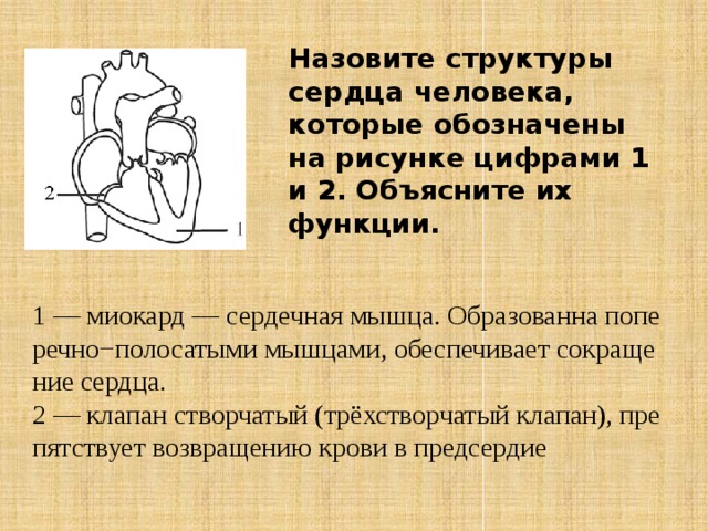 Назовите структуры сердца человека которые обозначены на рисунке 1 и 2 объясните их функции