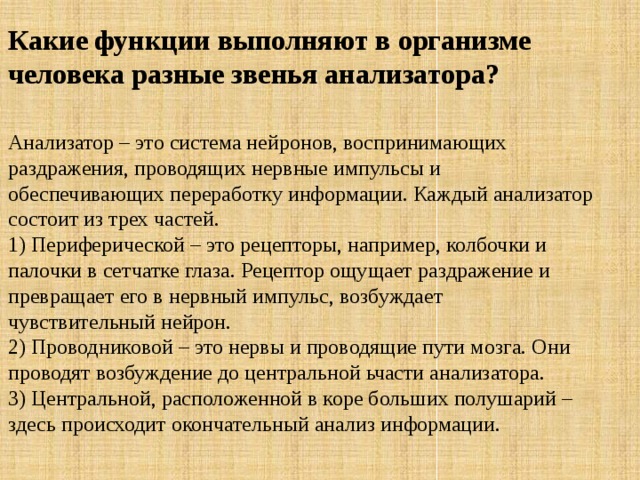 Какие функции выполняют в организме человека разные звенья анализатора?  Анализатор – это система нейронов, воспринимающих раздражения, проводящих нервные импульсы и обеспечивающих переработку информации. Каждый анализатор состоит из трех частей.  1) Периферической – это рецепторы, например, колбочки и палочки в сетчатке глаза. Рецептор ощущает раздражение и превращает его в нервный импульс, возбуждает чувствительный нейрон.  2) Проводниковой – это нервы и проводящие пути мозга. Они проводят возбуждение до центральной ьчасти анализатора.  3) Центральной, расположенной в коре больших полушарий – здесь происходит окончательный анализ информации. 