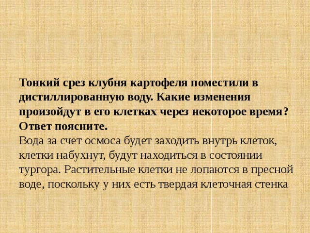 Тонкий срез клубня картофеля поместили в дистиллированную воду. Какие изменения произойдут в его клетках через некоторое время? Ответ поясните. Вода за счет осмоса будет заходить внутрь клеток, клетки набухнут, будут находиться в состоянии тургора. Растительные клетки не лопаются в пресной воде, поскольку у них есть твердая клеточная стенка 