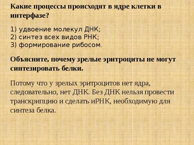 Какие процессы происходят в ядре клетки в интерфазе?  1) удвоение молекул ДНК; 2) синтез всех видов РНК; 3) формирование рибосом . Объясните, почему зрелые эритроциты не могут синтезировать белки. Потому что у зрелых эритроцитов нет ядра, следовательно, нет ДНК. Без ДНК нельзя провести транскрипцию и сделать иРНК, необходимую для синтеза белка. 