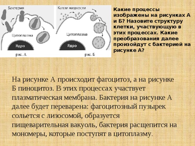 Какие процессы изображены на рисунках А и Б? Назовите структуру клетки, участвующую в этих процессах. Какие преобразования далее произойдут с бактерией на рисунке А? На рисунке А происходит фагоцитоз, а на рисунке Б пиноцитоз. В этих процессах участвует плазматическая мембрана. Бактерия на рисунке А далее будет переварена: фагоцитозный пузырек сольется с лизосомой, образуется пищеварительная вакуоль, бактерия расщепится на мономеры, которые поступят в цитоплазму . 