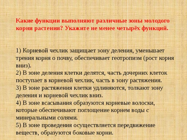 Какие функции выполняют различные зоны молодого корня растения? Укажите не менее четырёх функций.  1) Корневой чехлик защищает зону деления, уменьшает трения корня о почву, обеспечивает геотропизм (рост корня вниз).  2) В зоне деления клетки делятся, часть дочерних клеток поступает в корневой чехлик, часть в зону растяжения.  3) В зоне растяжения клетки удлиняются, толкают зону деления и корневой чехлик вниз.   4) В зоне всасывания образуются корневые волоски, которые обеспечивают поглощение корнем воды с минеральными солями.   5) В зоне проведения осуществляется передвижение веществ, образуются боковые корни. 