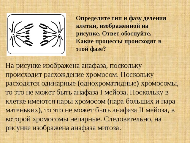 Назовите тип и фазу деления клеток изображенных на рисунках какие процессы они