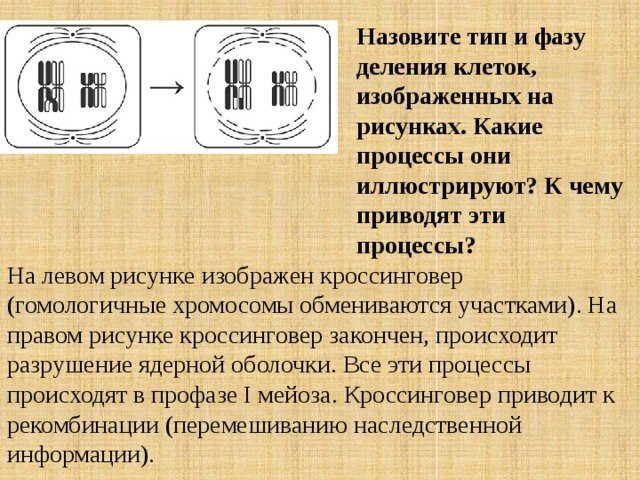 На рисунке изображена фаза деления клетки