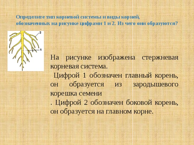 Какая корневая система изображена на каждом рисунке