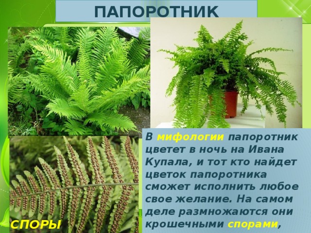 ПАПОРОТНИК В мифологии папоротник цветет в ночь на Ивана Купала, и тот кто найдет цветок папоротника сможет исполнить любое свое желание. На самом деле размножаются они крошечными спорами , которые развиваются на обратной стороне листьев.    СПОРЫ ПАПОРОТНИКА 