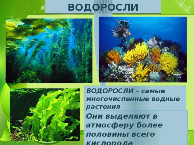 ВОДОРОСЛИ ВОДОРОСЛИ – самые многочисленные водные растения Они выделяют в атмосферу более половины всего кислорода 