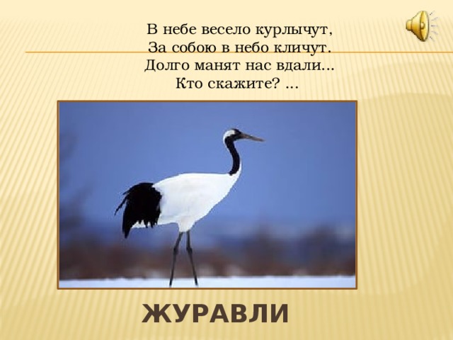 Какой тип питания характерен для серой цапли изображенной на рисунке