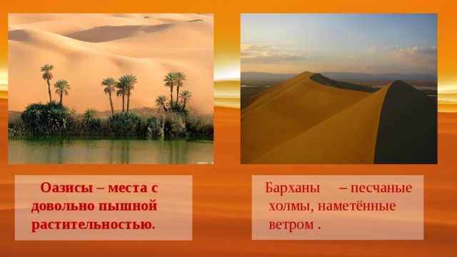   Барханы – песчаные холмы, наметённые ветром .  Оазисы – места с довольно пышной растительностью.  