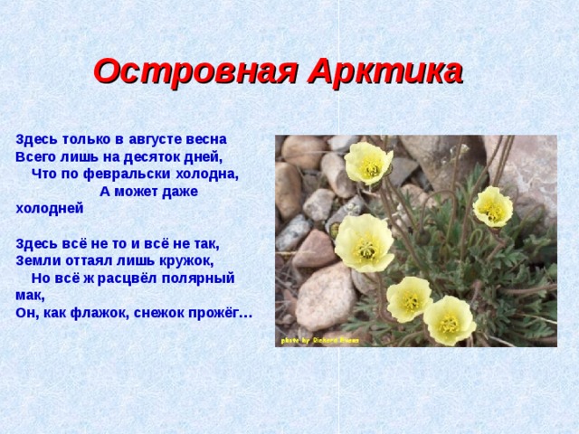 Островная Арктика Здесь только в августе весна Всего лишь на десяток дней, Что по февральски холодна, А может даже холодней  Здесь всё не то и всё не так, Земли оттаял лишь кружок, Но всё ж расцвёл полярный мак, Он, как флажок, снежок прожёг…  