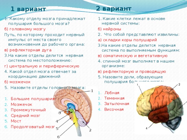 1 вариант 2 вариант 1. Какие клетки лежат в основе нервной системы: 1. Какому отделу мозга принадлежат полушария большого мозга? б) нейроны б) головному мозгу Путь, по которому проходит нервный импульс от места своего возникновения до рабочего органа: 2. Что собой представляют извилины: в) рефлекторная дуга а) складки коры полушарий 3.На какие отделы делится нервная система по местоположению: 3.На какие отделы делится нервная система по выполняемым функциям: г) центральную и периферическую в) соматическую и вегетативную 4. Какой отдел мозга отвечает за координацию движений 4. спинной мозг выполняет в нашем организме: в) рефлекторную и проводящую б) мозжечок 5. Назовите отделы головного мозга: 5. Назовите доли, образующие полушария большого мозга: Лобная Теменная Затылочная Височная Большие полушария Мозжечок Промежуточный Средний мозг Мост Продолговатый мозг   1 3 4 5 2 6 