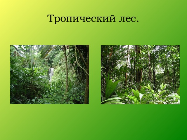 Тропический лес текст. Тропический лес Африки растения. Тропические леса африкростения. Растительный мир тропического леса. Растения тропических лесов презентация.