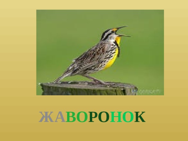 ЖА ВО РО НО К 