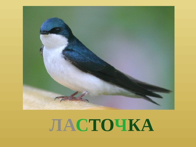  ЛА С ТО Ч КА 
