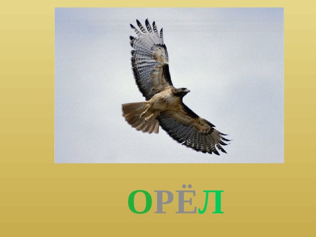  О РЁ Л 