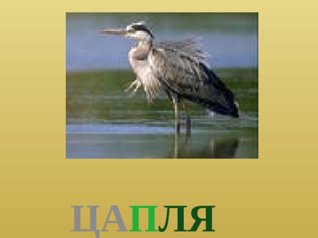  ЦА П ЛЯ 