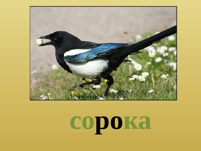  со ро ка 