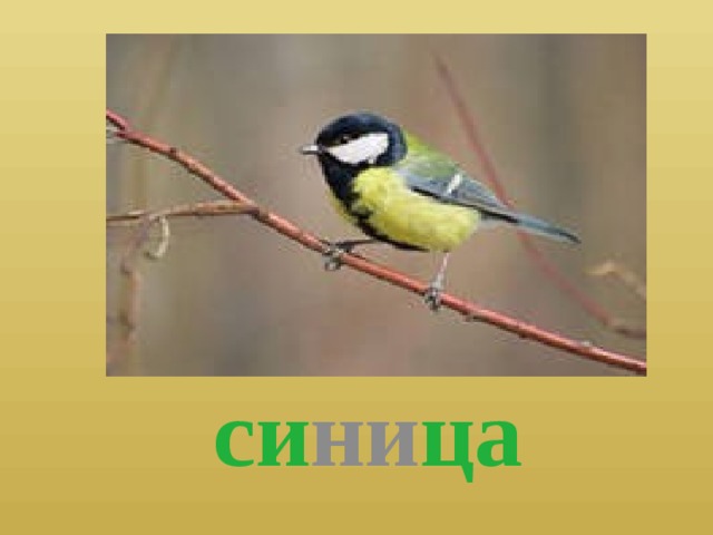  си ни ца 