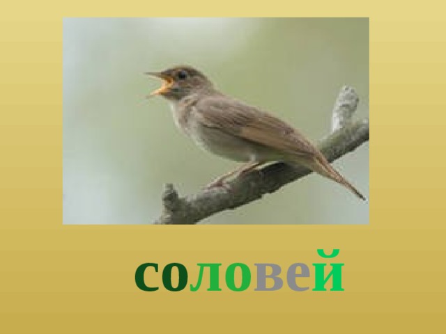  со ло ве й 