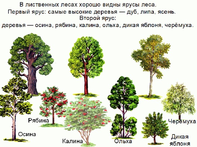 Зона лесов конспект урока 4 класс